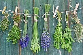 Erbe per il trattamento dei funghi delle unghie dei piedi