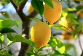 Limone contro il piede d'atleta